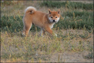 Les chiots de Shiba