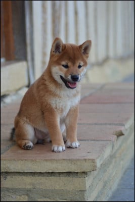 Les chiots de Shiba