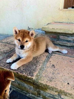 Chiot N°2 - Shiba