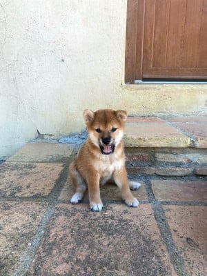 Chiot N°3 - Shiba