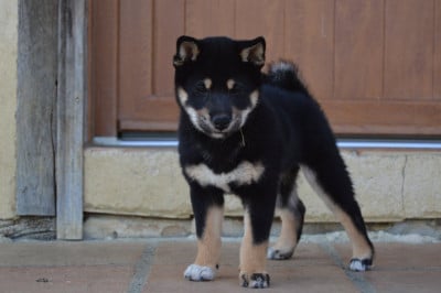 Les chiots de Shiba