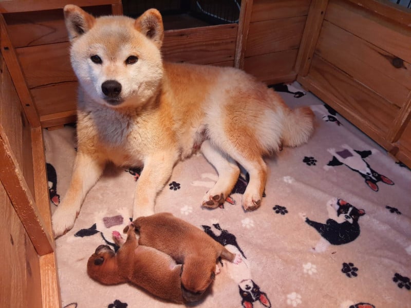 Shiba - de L'Empire des Samouraïs