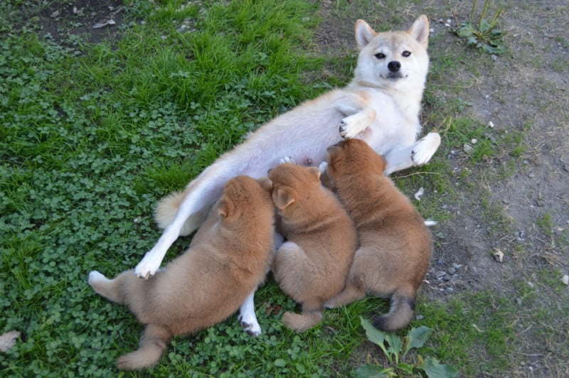 Shiba - de L'Empire des Samouraïs