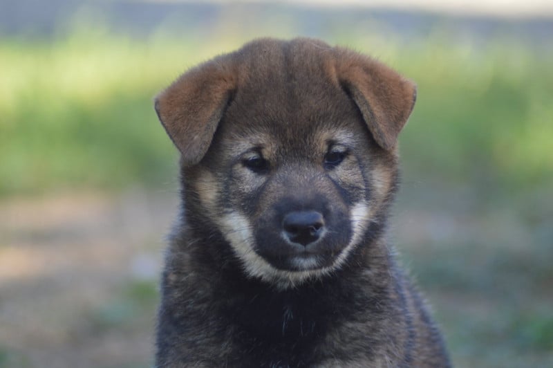 Shiba - de L'Empire des Samouraïs