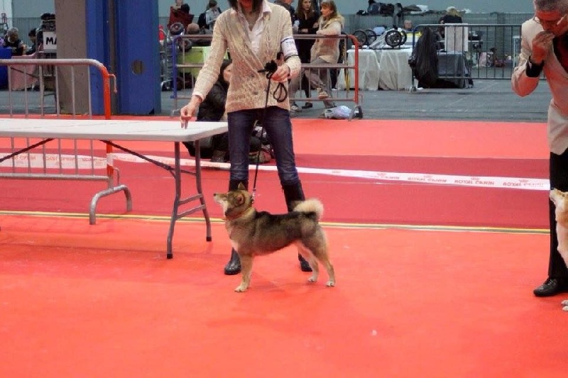 J'goma no himeko go de L'Empire des Samouraïs - 1er Excellent - CACS - CACIB - Meilleur de Race - Classe Intermédiaire Femelle