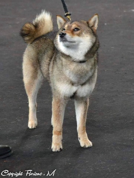 J'goma no himeko go de L'Empire des Samouraïs - 4ème Excellent - Classe Intermédiaire Femelle