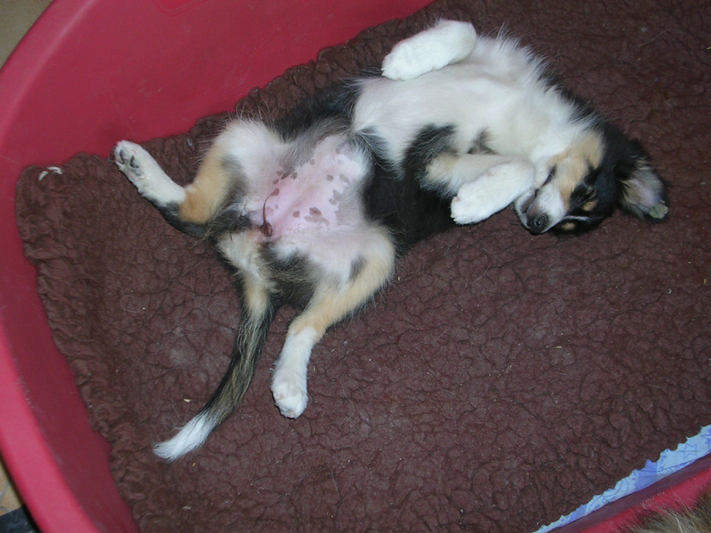 Crystal dark Of Connemara's Highlands