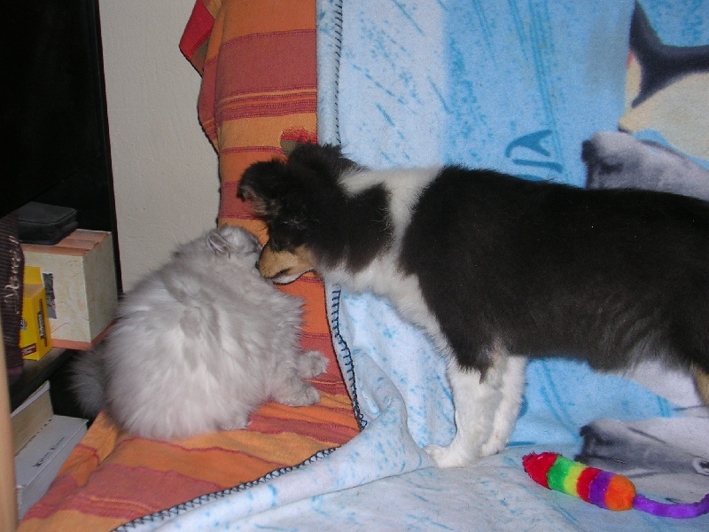 Publication : Du caire de la prairie Auteur : D..COURVOISIER