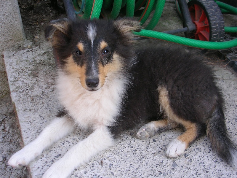 Publication : Du caire de la prairie Auteur : D..COURVOISIER