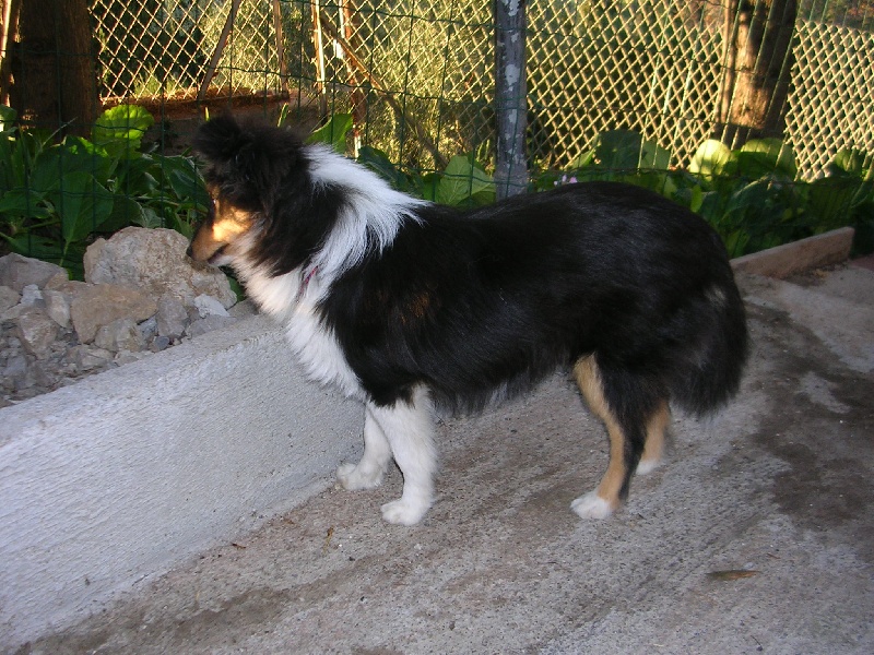 Publication : Du caire de la prairie Auteur : D..COURVOISIER