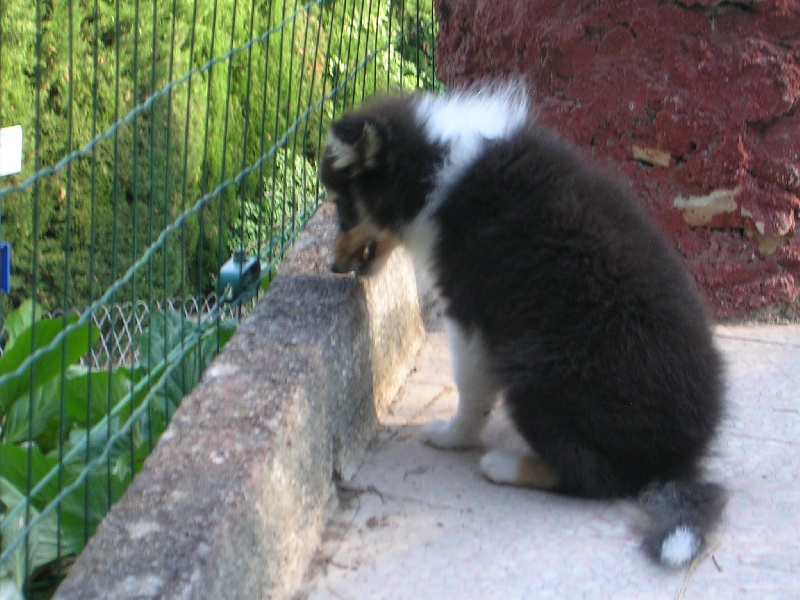 Publication : Du caire de la prairie Auteur : D..COURVOISIER