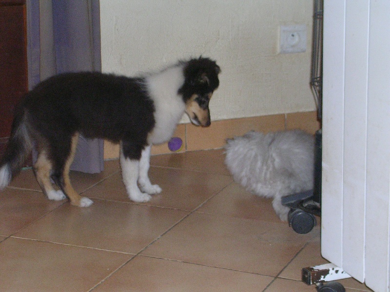 Publication : Du caire de la prairie Auteur : D..COURVOISIER