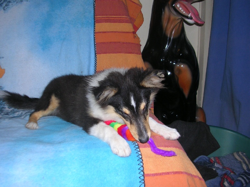 Publication : Du caire de la prairie Auteur : D..COURVOISIER