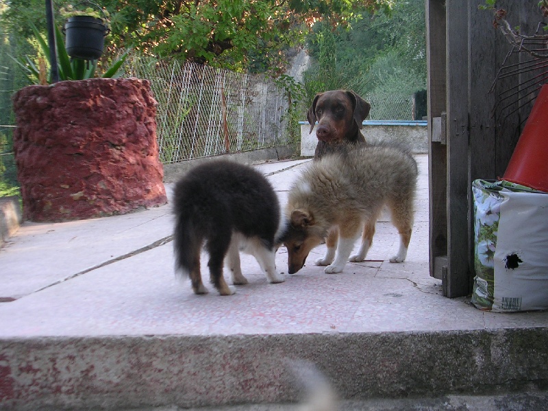 Publication : Du caire de la prairie Auteur : D..COURVOISIER