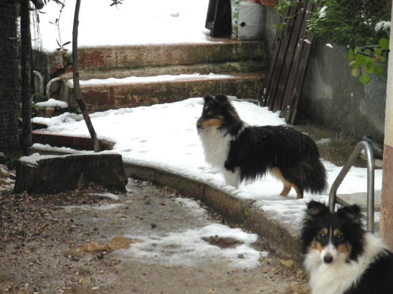 Publication : Du caire de la prairie Auteur : D..COURVOISIER