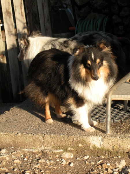 Publication : Du caire de la prairie Auteur : D..COURVOISIER