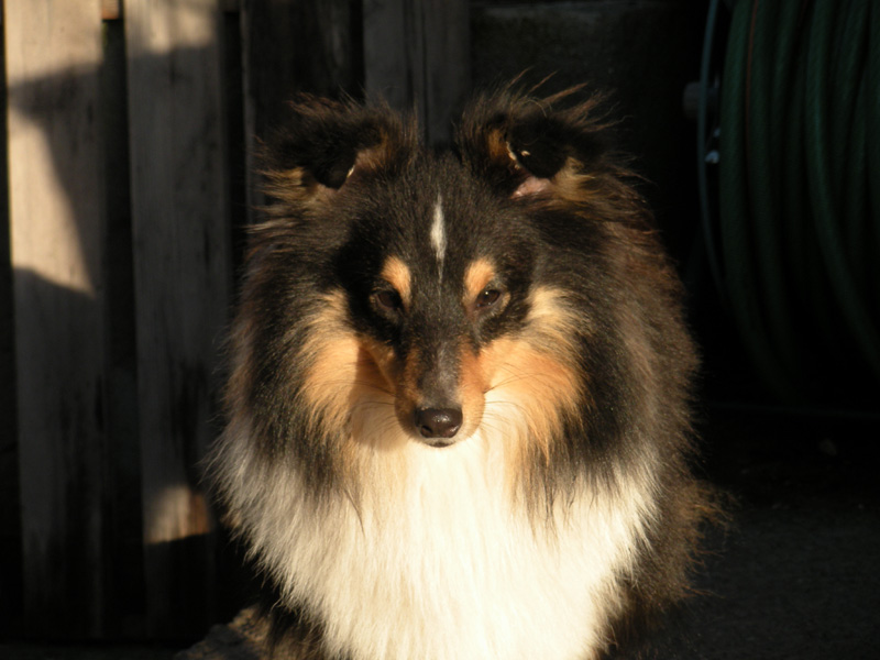 Publication : Du caire de la prairie Auteur : D..COURVOISIER