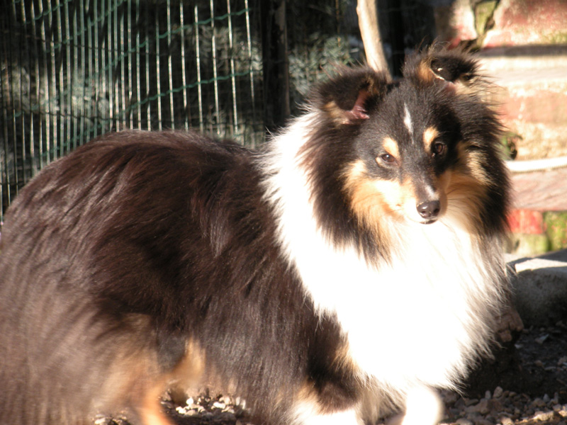 Publication : Du caire de la prairie Auteur : D..COURVOISIER