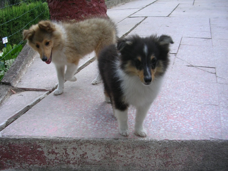 Publication : Du caire de la prairie Auteur : D..COURVOISIER