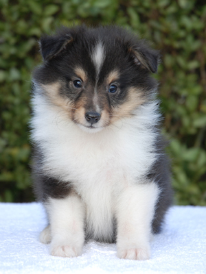 Publication : Du caire de la prairie Auteur : D..COURVOISIER