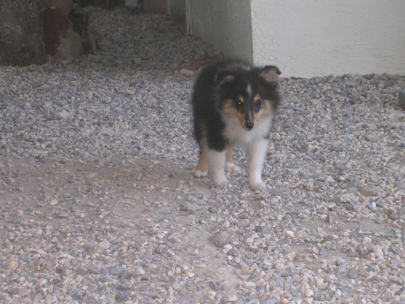 Publication : Du caire de la prairie Auteur : D..COURVOISIER