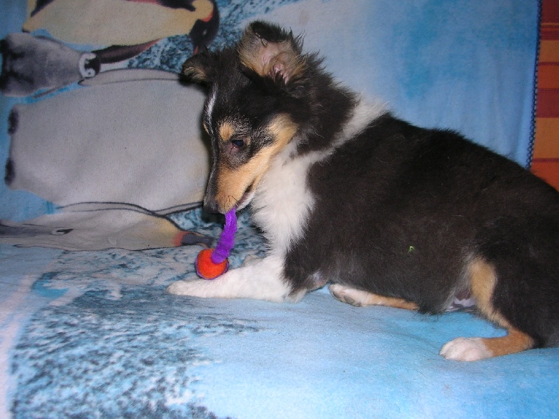 Publication : Du caire de la prairie Auteur : D..COURVOISIER