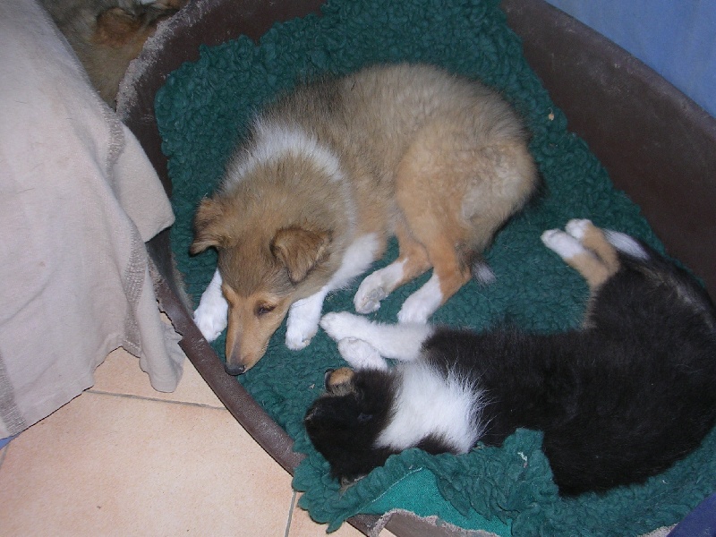 Publication : Du caire de la prairie Auteur : D..COURVOISIER