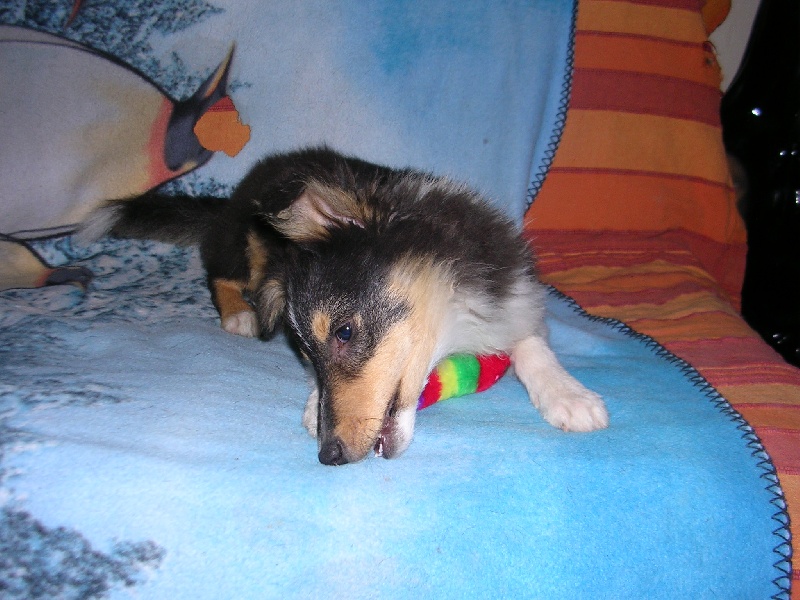 Publication : Du caire de la prairie Auteur : D..COURVOISIER