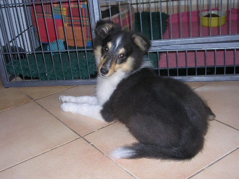 Publication : Du caire de la prairie Auteur : D..COURVOISIER