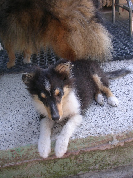 Publication : Du caire de la prairie Auteur : D..COURVOISIER