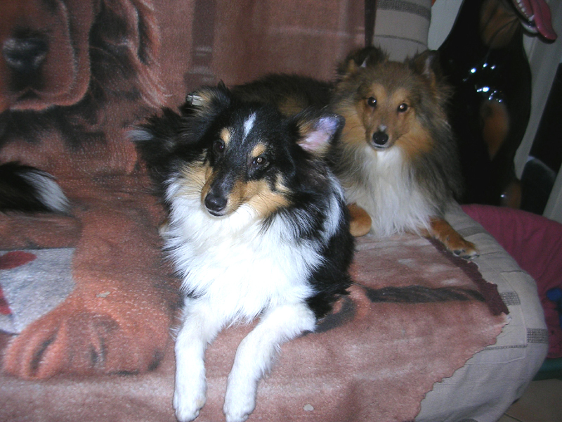 Publication : Du caire de la prairie Auteur : D..COURVOISIER