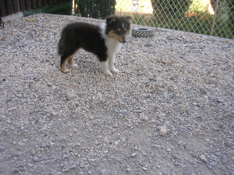 Publication : Du caire de la prairie Auteur : D..COURVOISIER