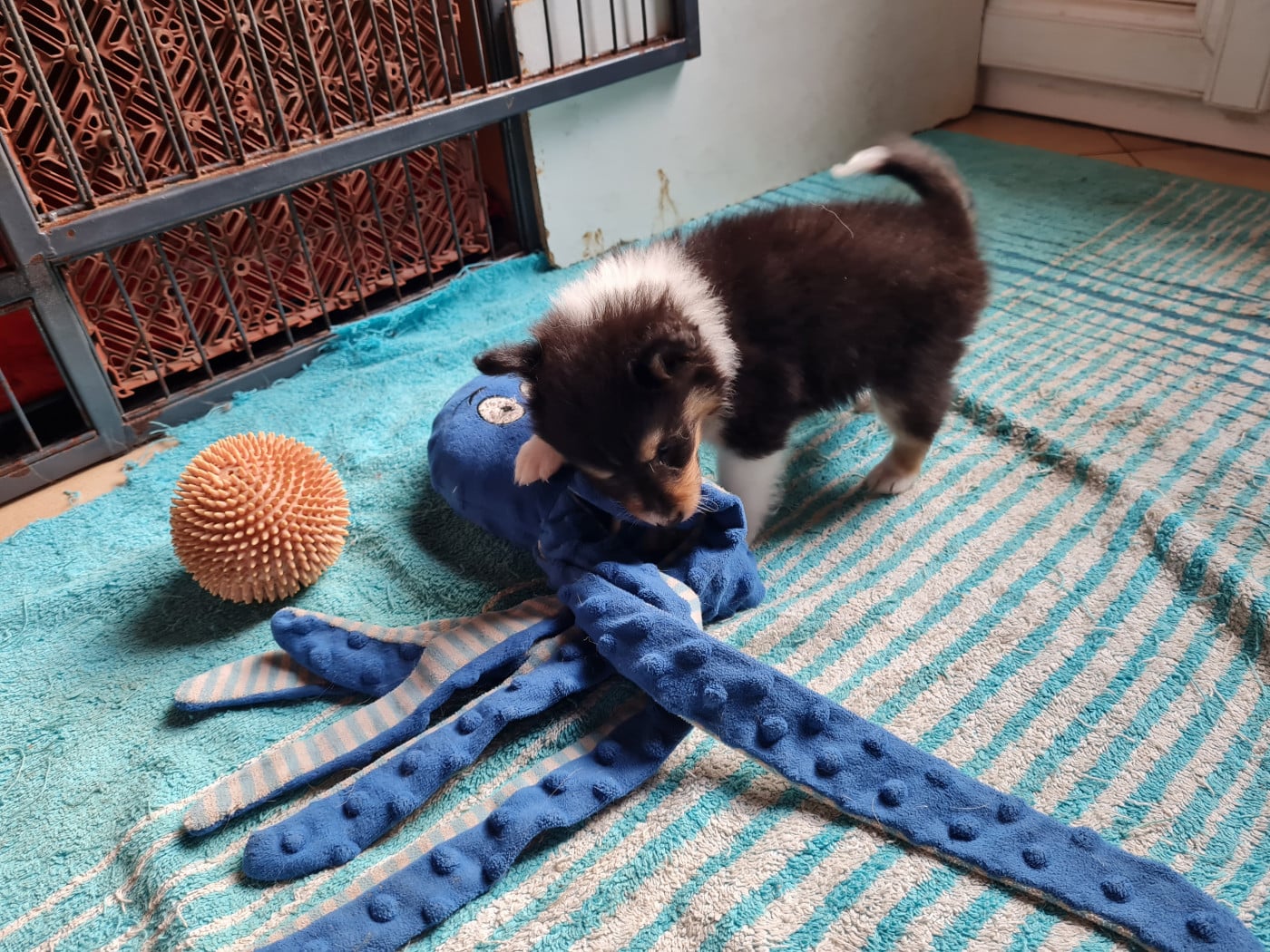 BM1 - Shetland Sheepdog