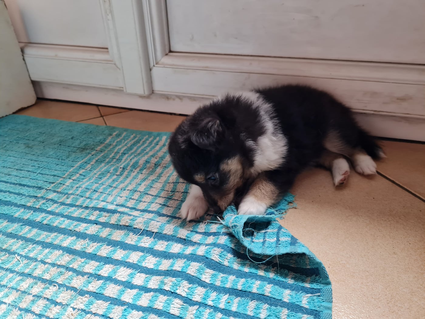 BF1 - Shetland Sheepdog