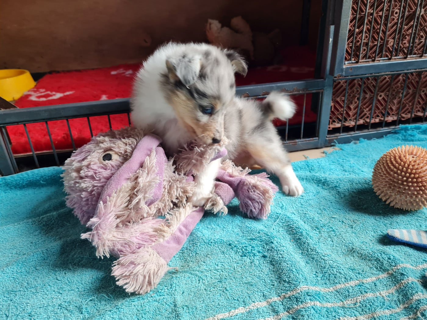 BF2 - Shetland Sheepdog