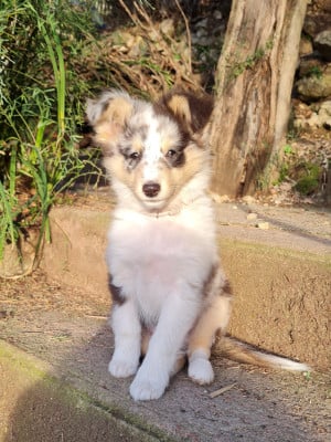 Les chiots de Shetland Sheepdog