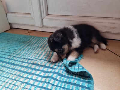 Les chiots de Shetland Sheepdog