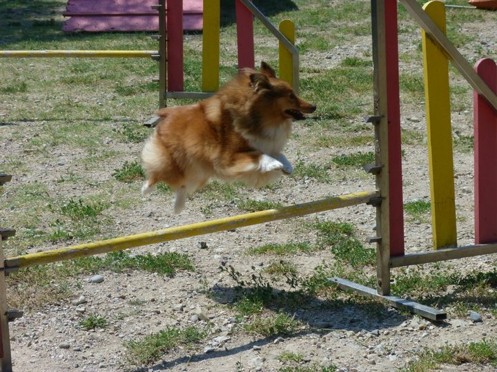 Darling dulcinéa miel dite princesse Du caire de la prairie - Grand Prix France SCC 1er EXC