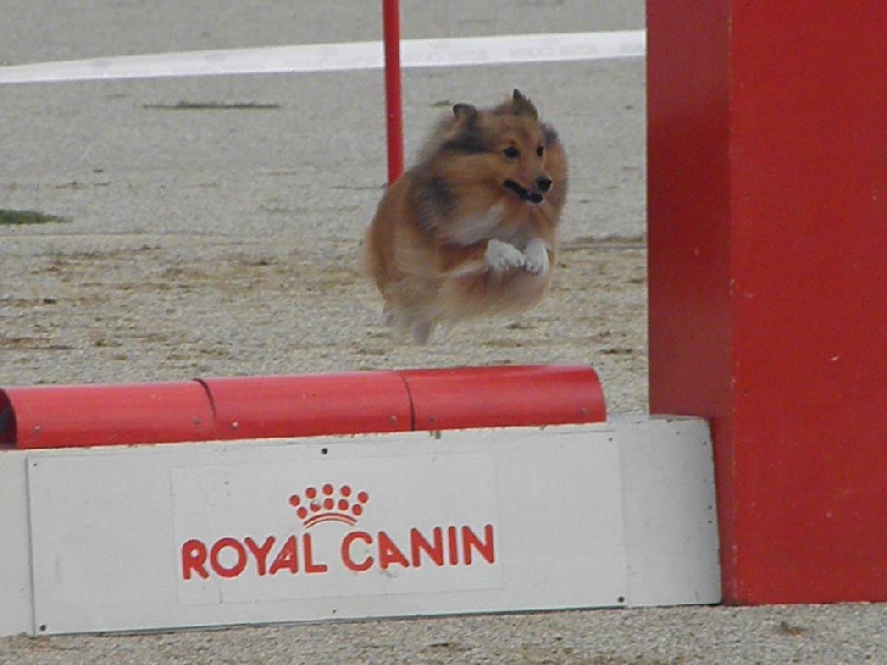 Darling dulcinéa miel dite princesse Du caire de la prairie - Grand Prix de France 1er EXC