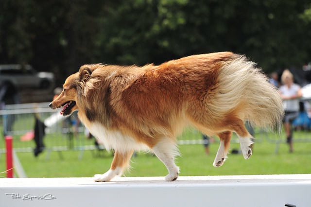Darling dulcinéa miel dite princesse Du caire de la prairie - 2ème degré Manche 1 4ème TB