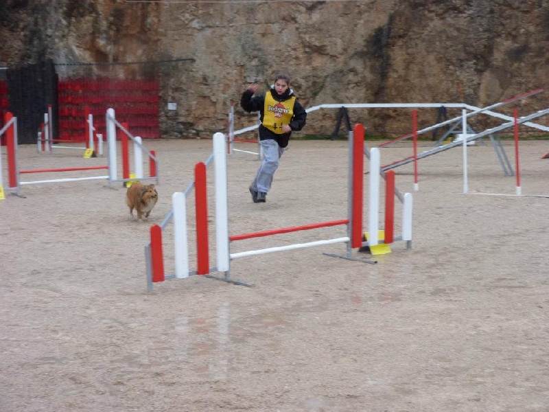 Darling dulcinéa miel dite princesse Du caire de la prairie - Jumping 1er EXC