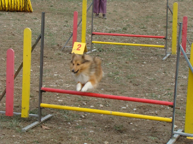 Darling dulcinéa miel dite princesse Du caire de la prairie - Open Royal Canin 2ème TB