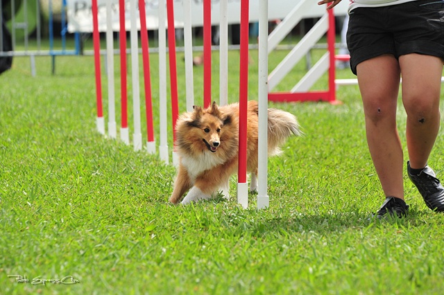 Darling dulcinéa miel dite princesse Du caire de la prairie - 2ème degré Manche 2 2ème EXC