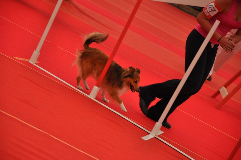 Darling dulcinéa miel dite princesse Du caire de la prairie - Open 6ème EXC