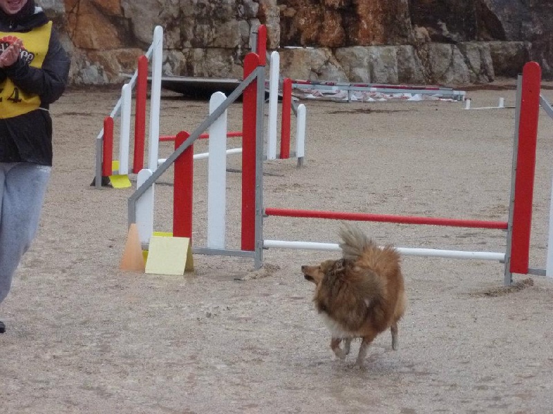 Darling dulcinéa miel dite princesse Du caire de la prairie - Grand Prix France SCC 1er EXC