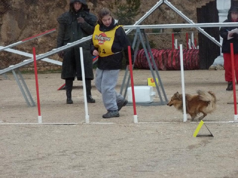 Darling dulcinéa miel dite princesse Du caire de la prairie - Open 1er EXC