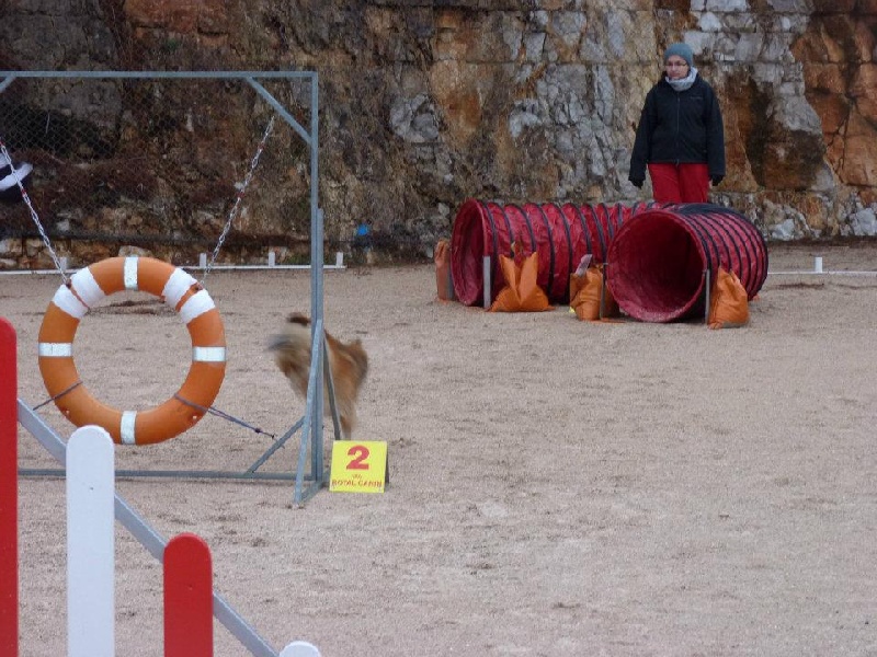 Darling dulcinéa miel dite princesse Du caire de la prairie - Open SCC 2ème EXC