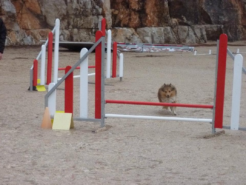 Darling dulcinéa miel dite princesse Du caire de la prairie - 2ème degré 1er EXC