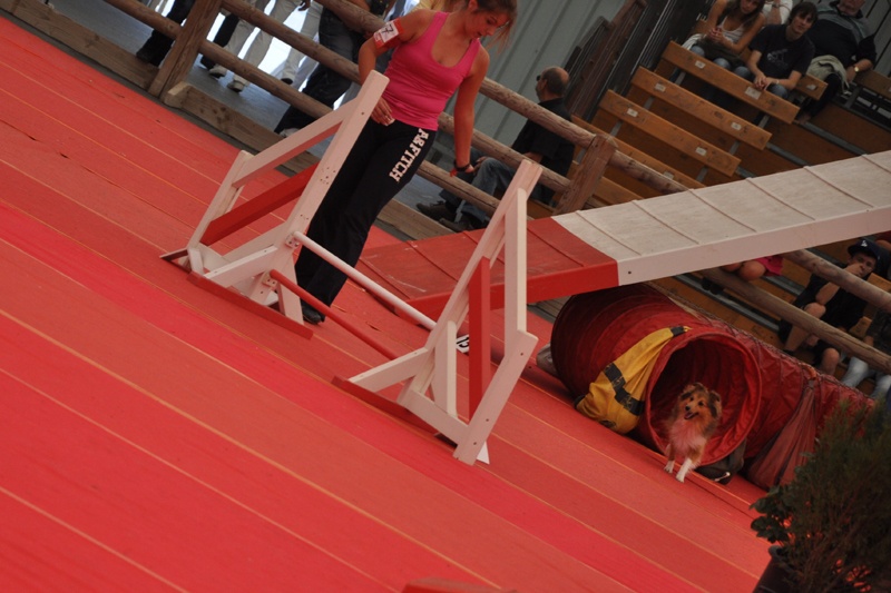 Darling dulcinéa miel dite princesse Du caire de la prairie - Jumping 4ème EXC sans faute