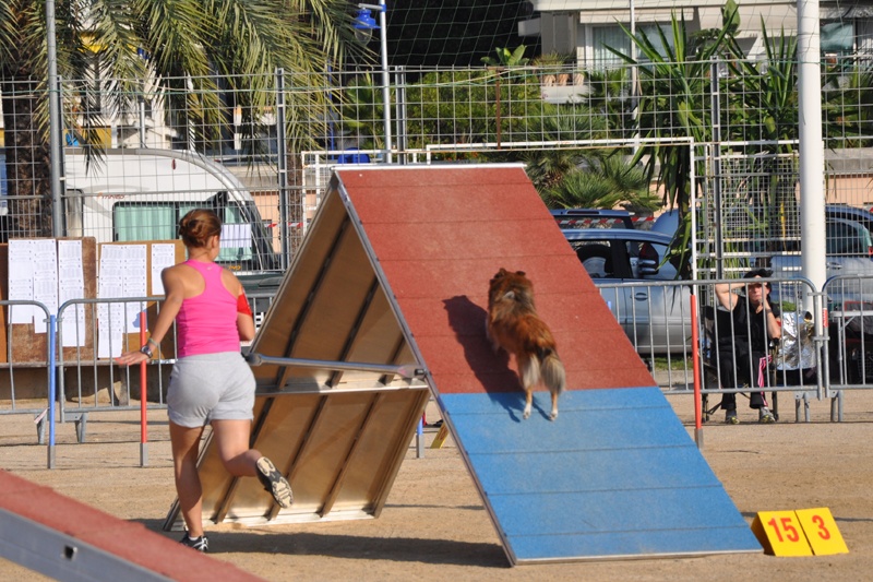 Darling dulcinéa miel dite princesse Du caire de la prairie - Open Catégorie A Classe Junior 1er EXC